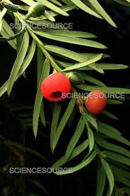 Attēlu rezultāti vaicājumam “Taxus baccata fruit”