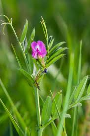 Attēlu rezultāti vaicājumam “Vicia lathyroides leaf”