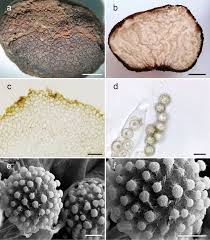 Attēlu rezultāti vaicājumam “Pachyphloeus melanoxanthus”