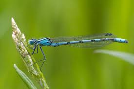 Attēlu rezultāti vaicājumam “Enallagma cyathigerum male”