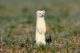 Attēlu rezultāti vaicājumam “Mustela erminea”