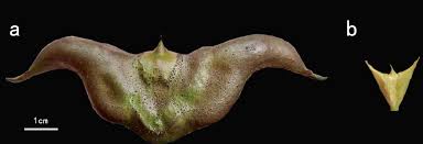 Attēlu rezultāti vaicājumam “Trapaceae”