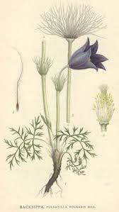 Attēlu rezultāti vaicājumam “Pulsatilla vulgaris”