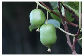Attēlu rezultāti vaicājumam “Actinidia kolomikta fruit”