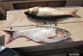 Image result for Hypophthalmichthys molitrix