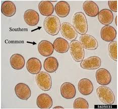 Attēlu rezultāti vaicājumam “Collaria rubens spores”