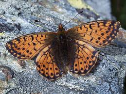 Attēlu rezultāti vaicājumam “Boloria aquilonaris upperside”