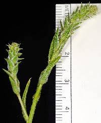 Attēlu rezultāti vaicājumam “Corispermum hyssopifolium fruit”