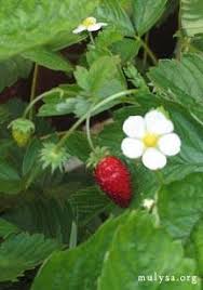 Attēlu rezultāti vaicājumam “Fragaria vesca flower”