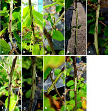 Attēlu rezultāti vaicājumam “Anthostoma decipiens”