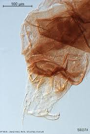 Attēlu rezultāti vaicājumam “Cricotopus male”