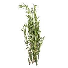 Image result for Rosmarin