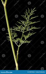 Attēlu rezultāti vaicājumam “Anethum graveolens leaf”