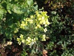 Attēlu rezultāti vaicājumam “Sinapis alba flower”