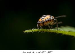 Attēlu rezultāti vaicājumam “Eurydema dominulus”