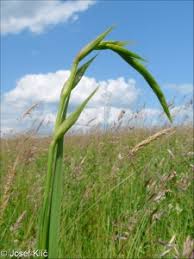 Attēlu rezultāti vaicājumam “Gladiolus imbricatus bud”