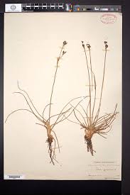 Attēlu rezultāti vaicājumam “Juncus squarrosus”