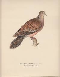 Image result for Streptopelia orientalis