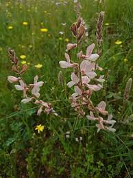 Image result for Onobrychis viciifolia
