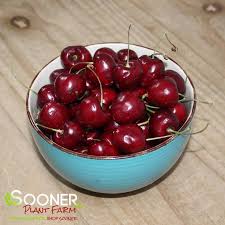 Attēlu rezultāti vaicājumam “Cerasus fruit”