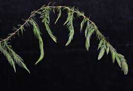 Attēlu rezultāti vaicājumam “Ceratophyllaceae”