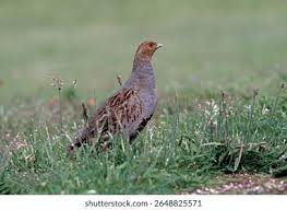 Attēlu rezultāti vaicājumam “Perdix perdix”