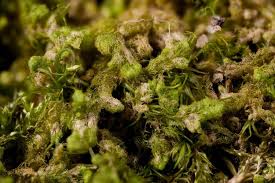 Attēlu rezultāti vaicājumam “Ptilidium pulcherrimum”