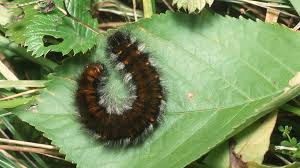 Attēlu rezultāti vaicājumam “Macrothylacia rubi”