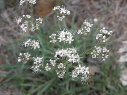 Attēlu rezultāti vaicājumam “Gypsophila fastigiata leaf”