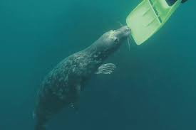 Image result for Wyndley Seals Snorkelling Club