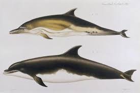Image result for Delphinus delphis