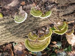 Attēlu rezultāti vaicājumam “Trametes suaveolens”