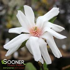 Attēlu rezultāti vaicājumam “Magnolia x loebneri flower”