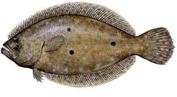 Image result for Paralichthys lethostigma