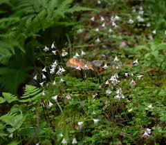 Attēlu rezultāti vaicājumam “Linnaea borealis fruit”