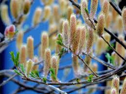 Attēlu rezultāti vaicājumam “Salix triandra”