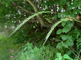 Attēlu rezultāti vaicājumam “Elymus caninus”
