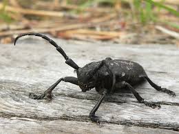 Attēlu rezultāti vaicājumam “Lamia textor”