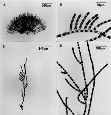 Attēlu rezultāti vaicājumam “Trentepohlia sp.”