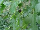 http://www.hort.purdue.edu/ext/senior/fruits/images/large/mulberry5.jpg