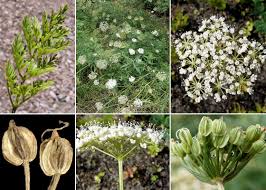 Attēlu rezultāti vaicājumam “Selinum carvifolia fruit”