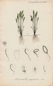 Attēlu rezultāti vaicājumam “Limosella aquatica”