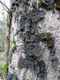 Attēlu rezultāti vaicājumam “Parmeliella triptophylla”