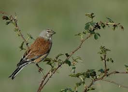 Attēlu rezultāti vaicājumam “Carduelis cannabina”