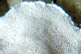 Attēlu rezultāti vaicājumam “Bjerkandera fumosa”