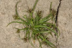 Attēlu rezultāti vaicājumam “Cyperus fuscus”