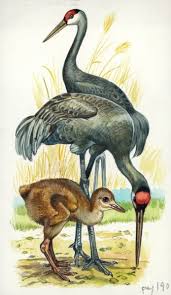Image result for Grus canadensis