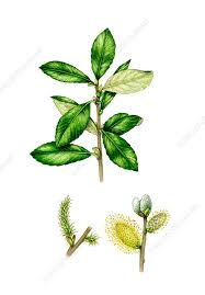 Attēlu rezultāti vaicājumam “Salix cinerea leaf”