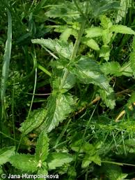 Attēlu rezultāti vaicājumam “Veronica austriaca subsp. teucrium leaf”