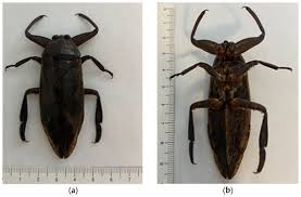 Attēlu rezultāti vaicājumam “Pantilius tunicatus imago”